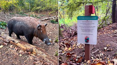 Bildkombination aus zwei Fotos: links ein Schwein aus Holz im Wald mit einer Zielscheibe auf dem Bauch, rechts ein Schild im Waldboden, welches auf Bogenschützen im Wald hinweist.