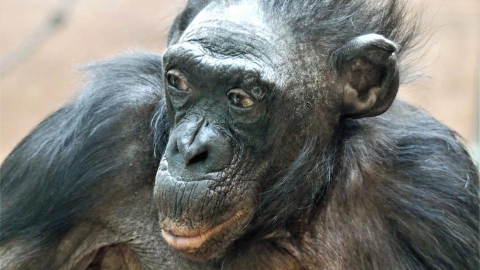 Zoo-Frankfurt-trauert-um-Bonobo-Legende-Margrit