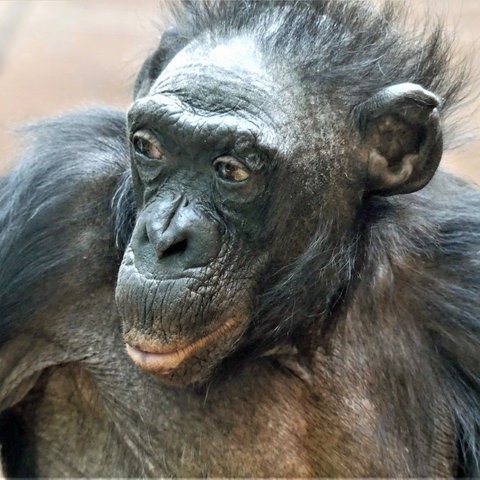 Bonobo-Dame Margrit