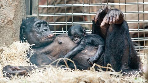 Bonobo-Mutter mit Baby im Arm