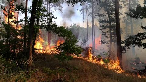 Waldbrand in Hanau