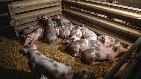 Schweine in einem Stall