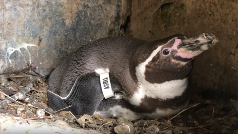 Brütende Pinguindame in ihrer Bruthöhle im Frankfurter Zoo