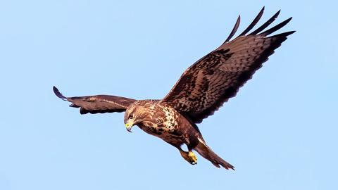 Ein Mäusebussard mit ausgebreiteten Flügeln - aus der Froschperspektive fotografiert.