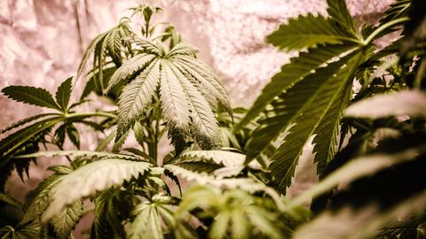 Cannabis-Pflanzen