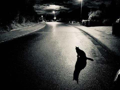 Katze im dunkeln