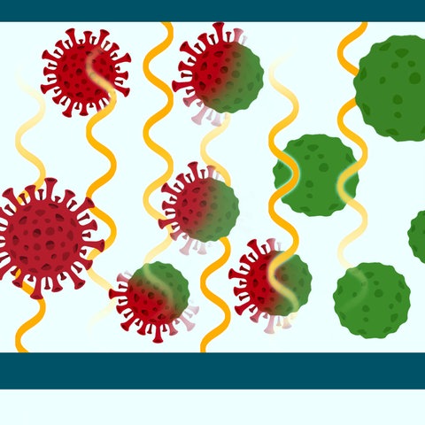 Illustration mit Corona Viren fließen durch Strombad, rot ... grün