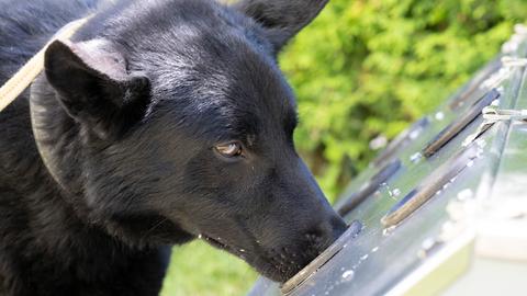 Ein Spürhund schnüffelt an einer speziellen Trainingsbox nach Corona-positiven Geruchsproben.