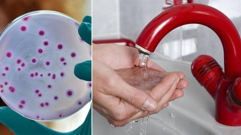 E-Coli-Bakterien verunreinigen Trinkwasser