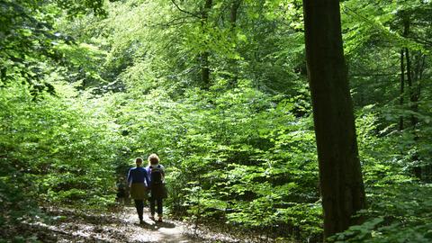 Frauen wandern auf dem Urwaldsteig im Nationalpark Kellerwald-Edersee bei Edertal-Bringhausen (Waldeck-Frankenberg),