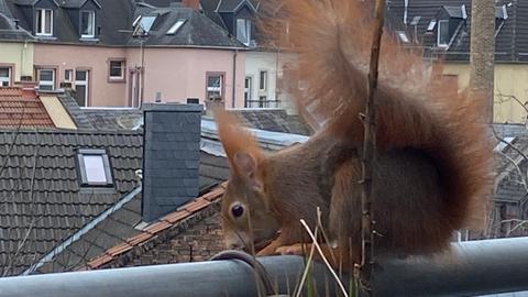 Ein Eichhörnchen auf dem Balkon.