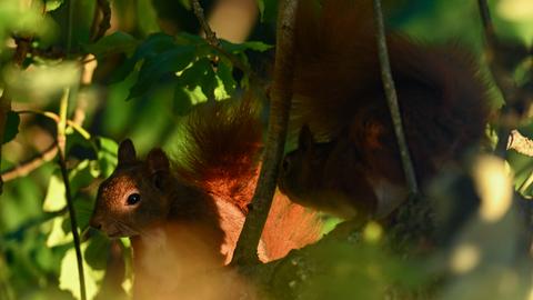 Zwei Einhörnchen im Baum