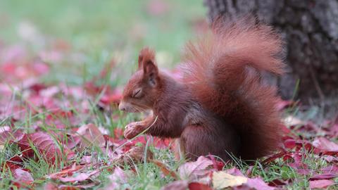 Eichhörnchen mit geschlossenen Augen in rotem Laub.