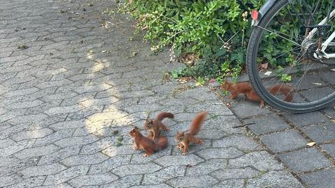 Eichhörnchen neben Fahrrad