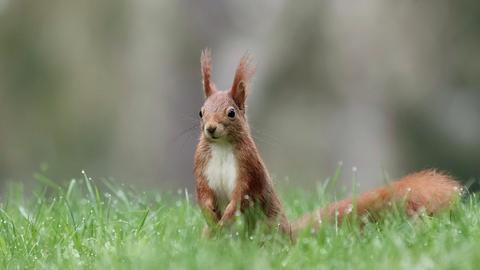 Ein Eichhörnchen im Gras.