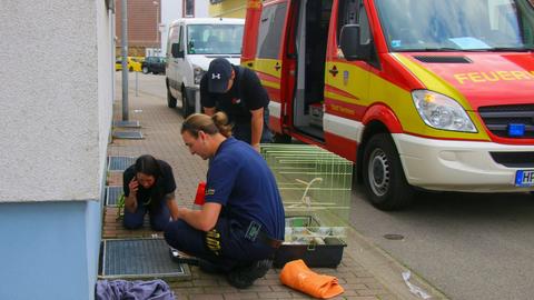 Die Feuerwehr Viernheim rettete zwei Eichhörnchen.