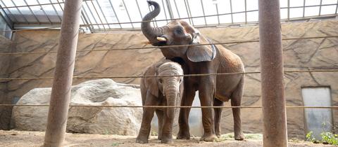 Zwei Elefanten stehen im Gehege eines Zoos.