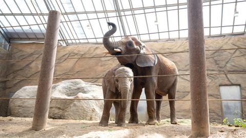 Zwei Elefanten stehen im Gehege eines Zoos.
