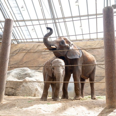 Zwei Elefanten stehen im Gehege eines Zoos.