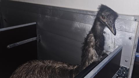 Der Emu in einer Box in der Straußenfarm in Schaafheim