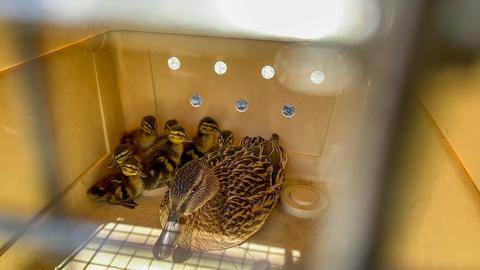 Eingefangene Entenfamilie in Plastikbehälter