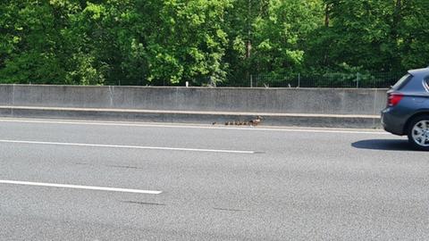 Entenfamilie auf dem Standstreifen der A67