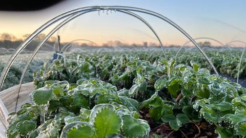 Ein Ein Erdbeerfeld in Darmstadt-Arheilgen wird frostberegnet.  wird frostberegnet. 