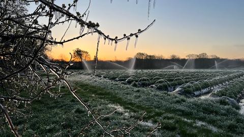 Die Beregnungsanlage läuft zum Frostschutz der Erdbeeren. 