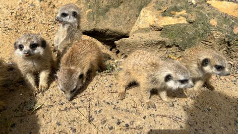 Fünf Erdmännchen-Babys im Tierpark Herborn