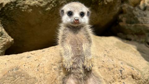 Ein Erdmännchen-Baby hat sich aufgestellt und blickt unfassbar niedlich in die Kamera.