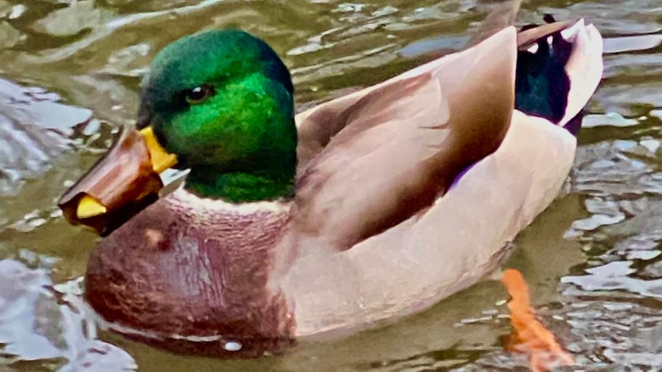 Erpel mit abgebrochenem Flaschenhals um den Schnabel