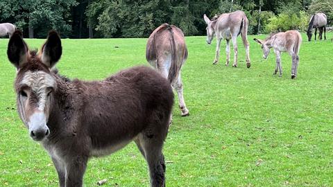 Eselbabys im Tiergarten Weilburg