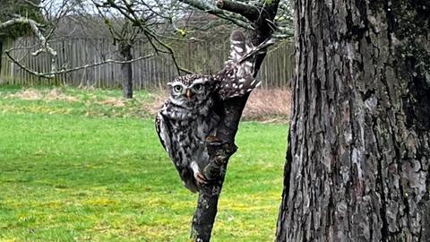 Eine Eule ist an einem Flügel festgebunden an einem Baum.