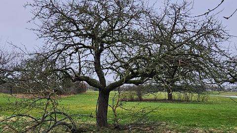 Baum auf Wiese