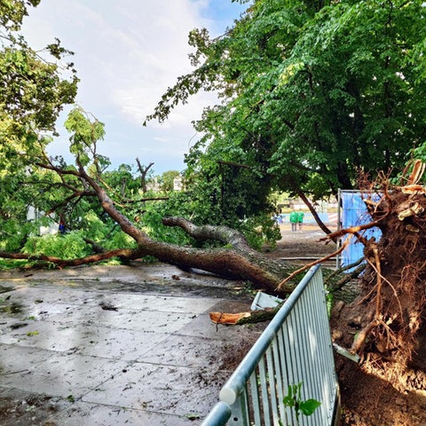 Der Bereich um den abgeknickten Baum blieb zunächst gesperrt. 