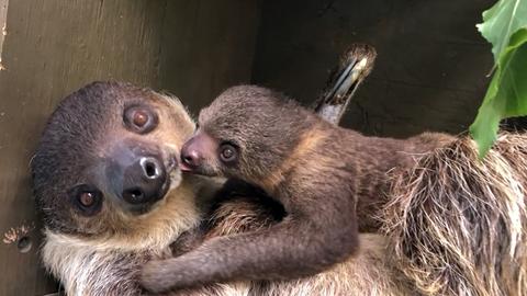 Faultier-Mutter mit Nachwuchs im Zoo Frankfurt