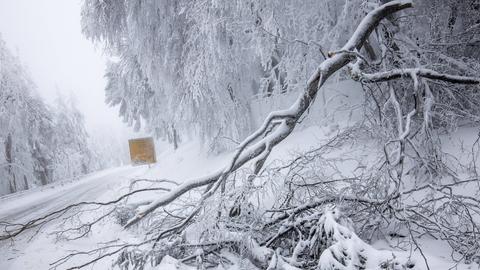 In der verschneiten Landschaft ist ein Baum umgestürzt und ragt leicht auf eine gesperrte Straße.
