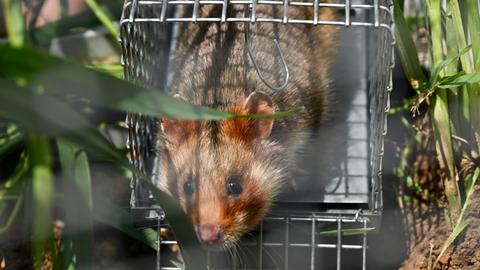 Feldhamster-Weibchen Cora bei ihrer Auswilderung - noch sitzt das Tier in einem kleinen Drahtgeflecht-Käfig