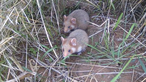 Über Wildkameras werden die ausgewilderten Feldhamster beobachtet. 