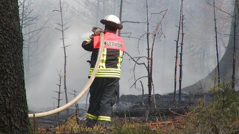 Feuerwehrleute löschen Waldbrand