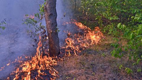 Feuer im Wald von Viernheim