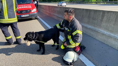 Ein Feuerwehrmann hat einen Hund an der Leine. 