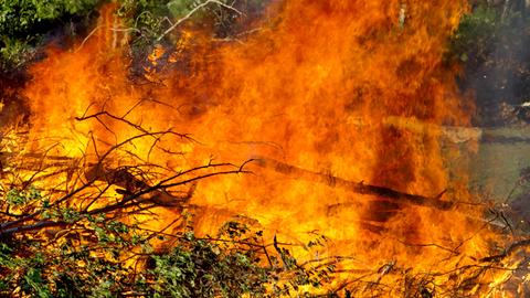 Waldstück in Flammen