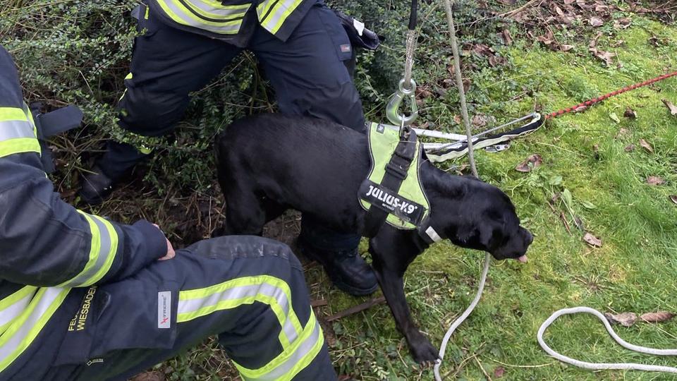 Feuerwehrmann hält ein Rettungsseil, das an einem Hund befestigt ist.