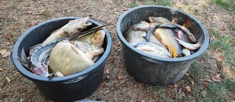 Tote Fische, gesammelt in zwei Eimern, die auf dem Boden stehen.