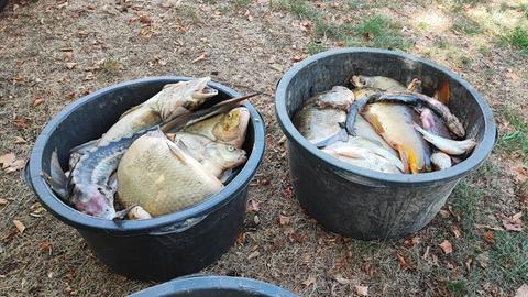 Tote Fische, gesammelt in zwei Eimern, die auf dem Boden stehen.