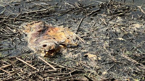 Ein verwesender Kadaver zeugt vom Fischesterben im Reinheimer Teich.