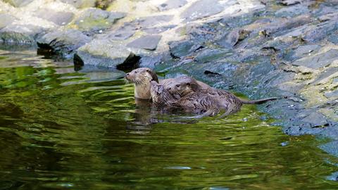 Zwei Fischotterjunge mit ihrer Mutter im Nationalpark Kellerwald-Edersee