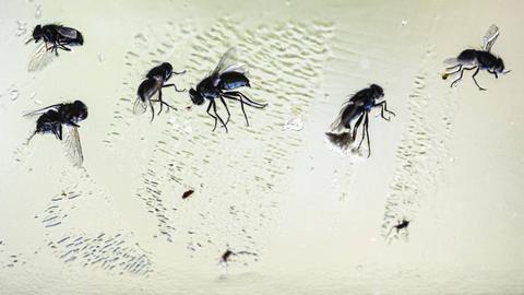 Viele tote Fliegen an einem Klebestreifen vor einem Fenster