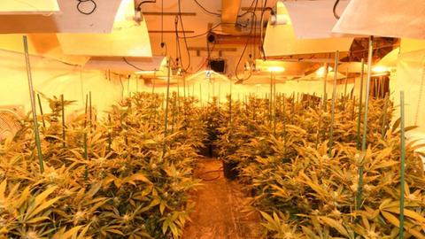 Zuvor hatten die Ermittler bei einem Einsatz zwei Marihuana-Plantagen entdeckt.